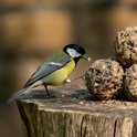 Koolmees die op een boomstam staat en eet van een beige vetbol met zwarte zaden.