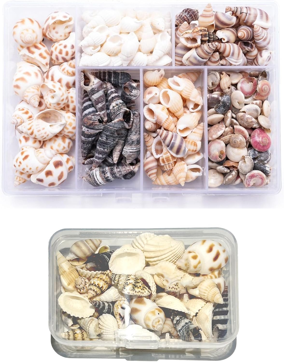 Gemengde mini-schelpen set - 240 natuurlijke schelpen voor aquariumdecoratie, DIY ambachten en sieraden maken met 2 opbergdozen