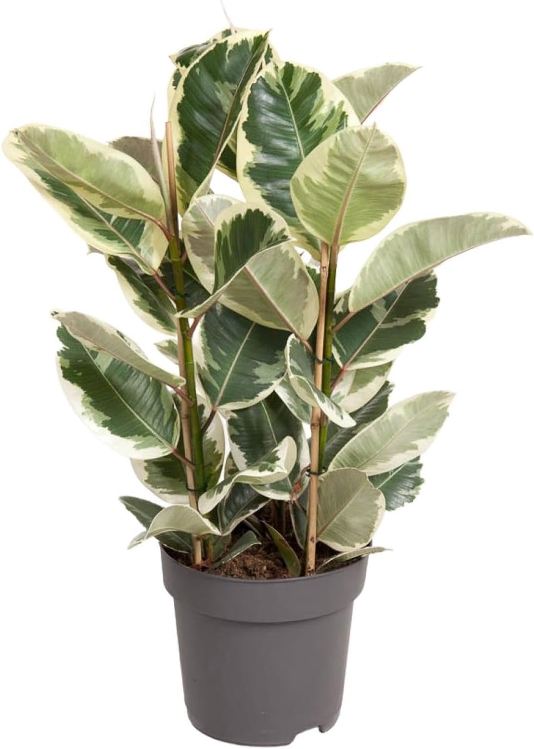 Elastica Tineke - 90-100cm - Ø27cm - Kamerplant - Groenblijvend