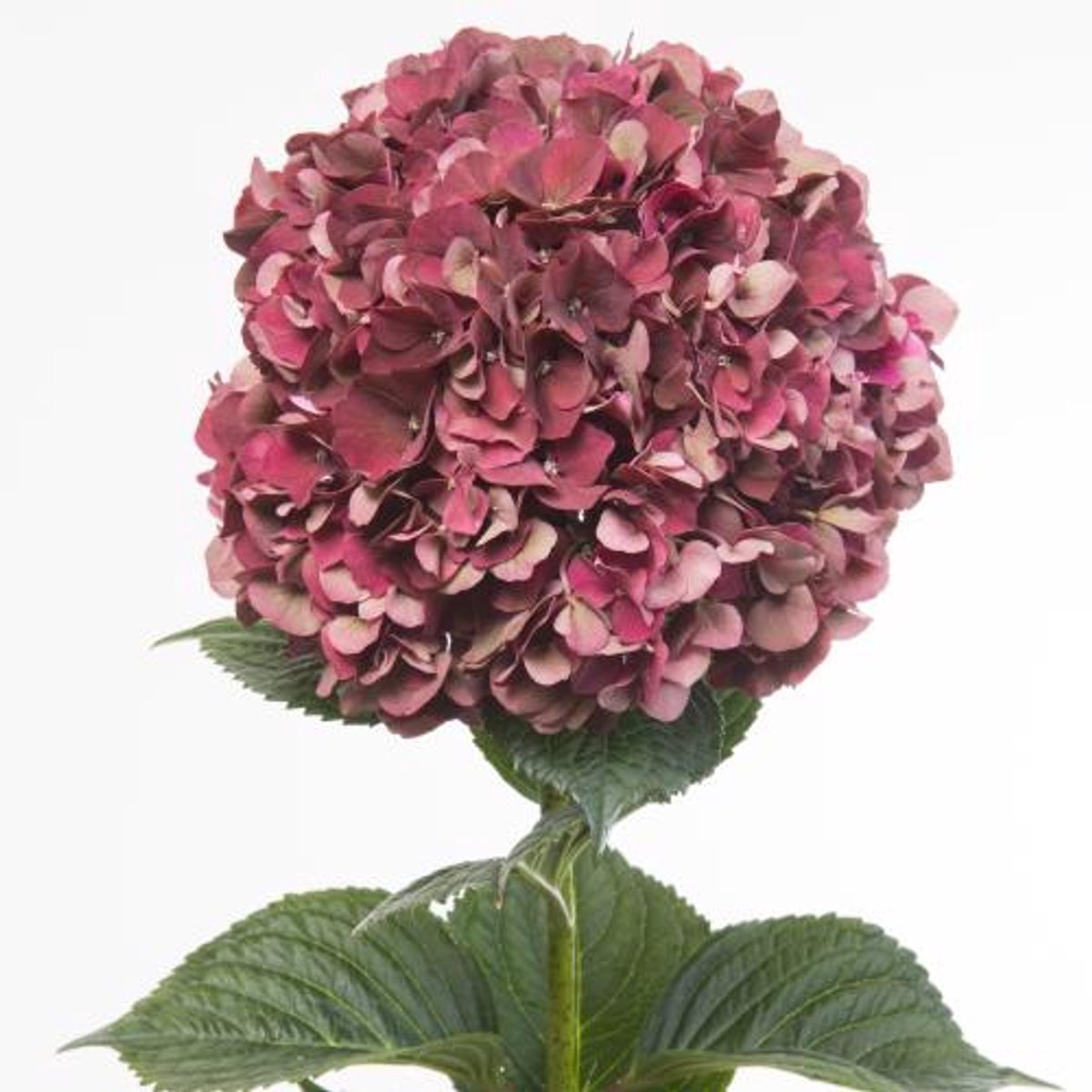 5x Hydr.mag.pink ruby classic 60cm