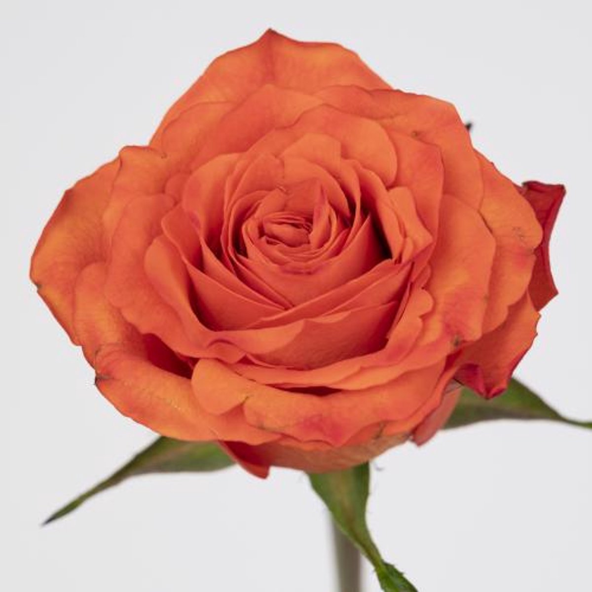 10x Rosa orange wave 40cm