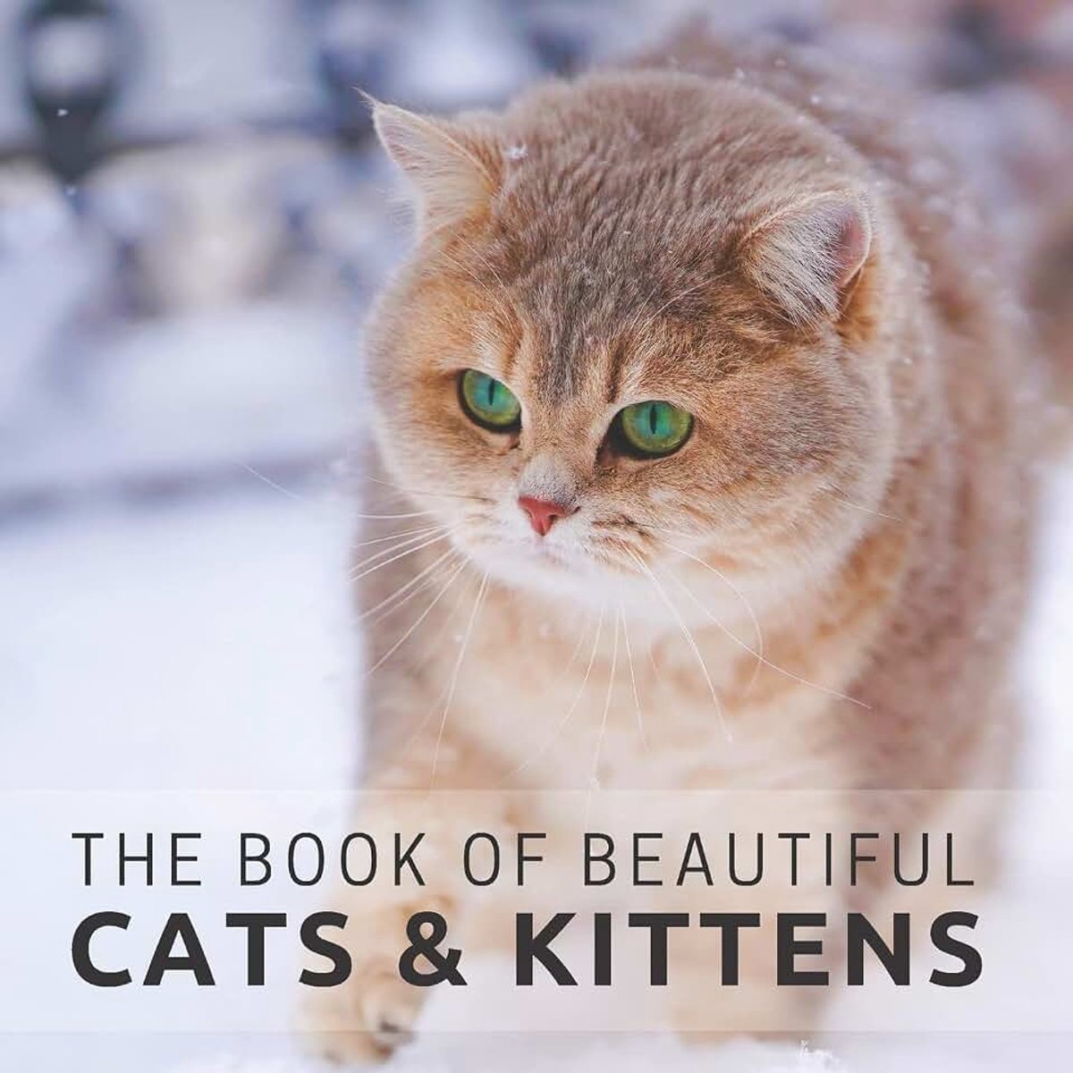 Cats & Kittens: Picture Book For Seniors With Dementia (Alzheimer's): 1