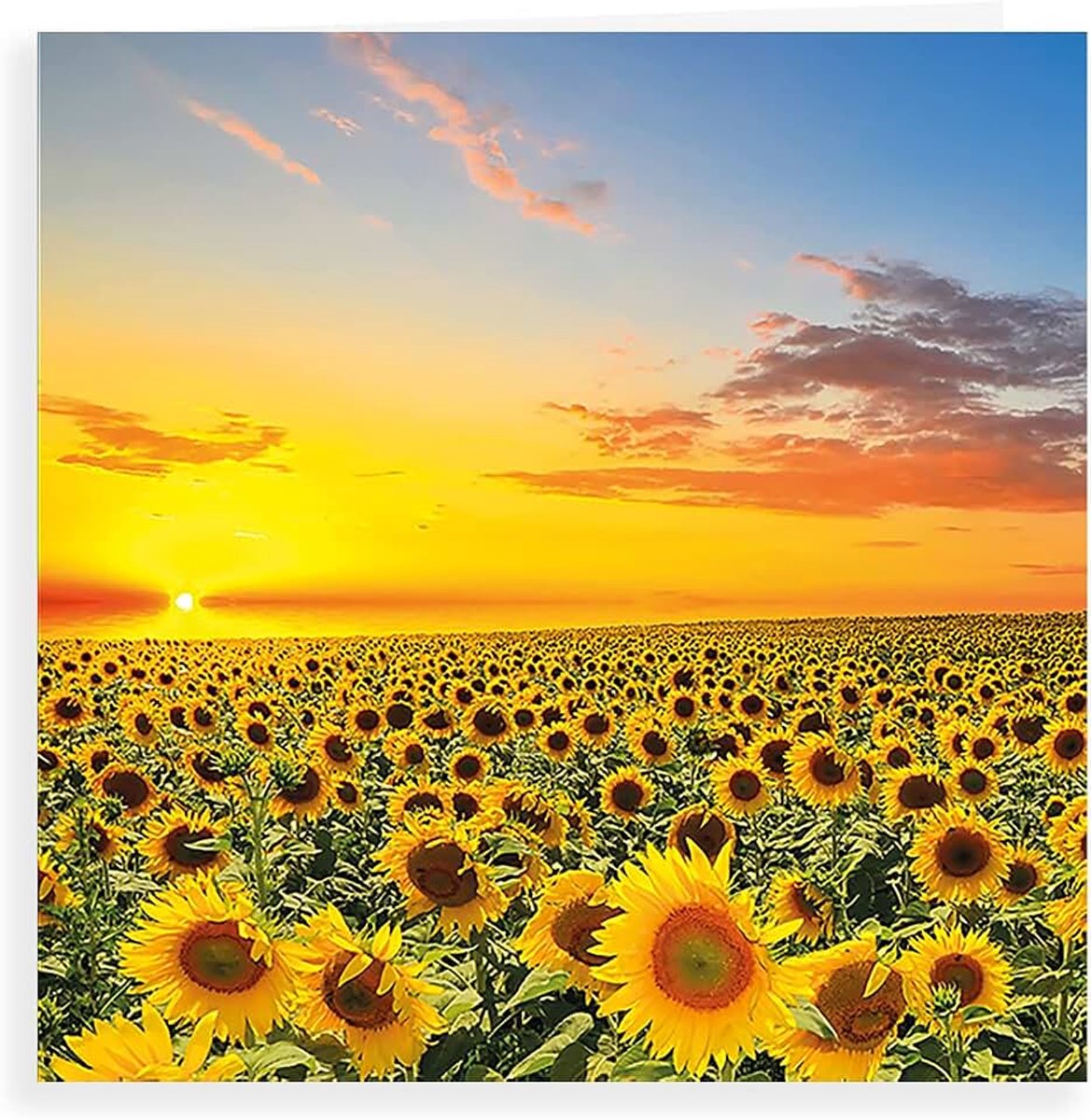 Greetings Phototgraphic Blanco Kaart Zonnebloemen - 160 mm sq, Geel