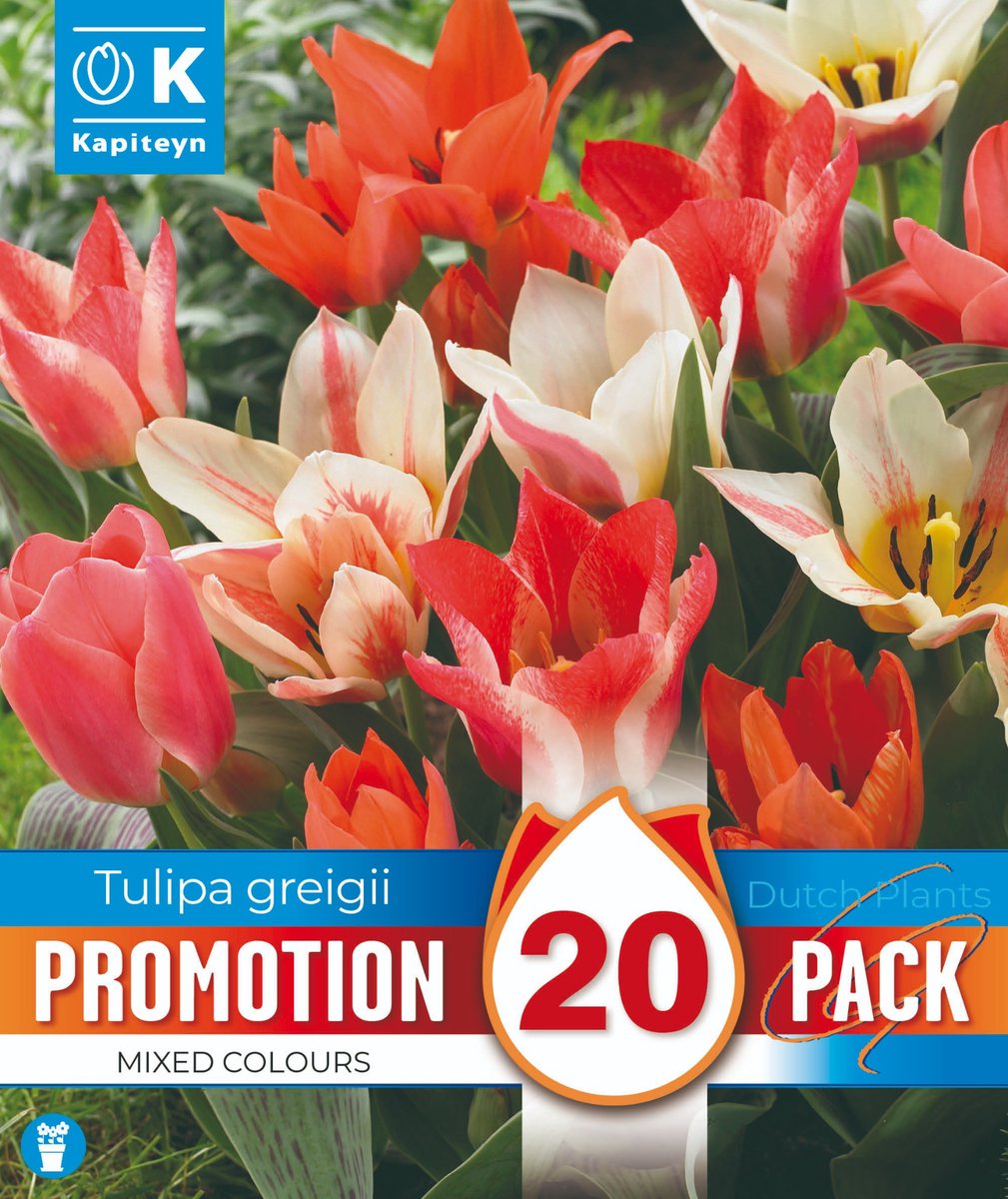 Tulpenbollen Botanical Mixed Colours – 20 stuks – Botanische Tulpen – Voorjaarsbloeier