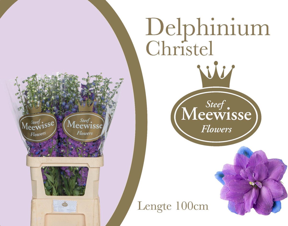 10x Delph.christel 80cm
