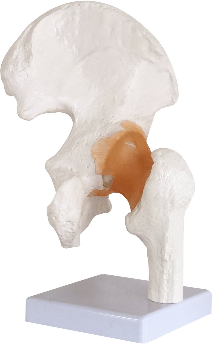 Cranstein Scientific anatomie model heupgewricht levensgroot