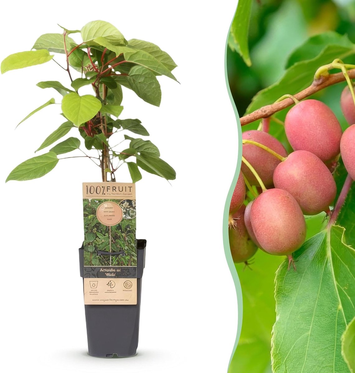 Arguta Weiki - Kiwiplant - Mannelijk - Rode - Paarse Vruchtjes - 40-50cm - Ø15cm - Tuinplant