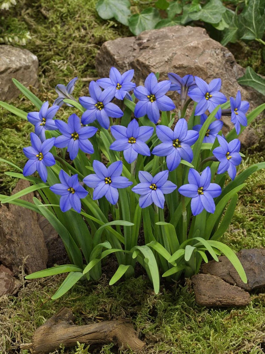 30x Oude wijfjes 'Ipheion jessie' - BULBi® Bloembollen met bloeigarantie