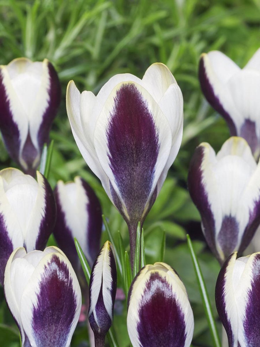 20x Crocus 'Panda chrysanthus' - BULBi® Bloembollen met bloeigarantie