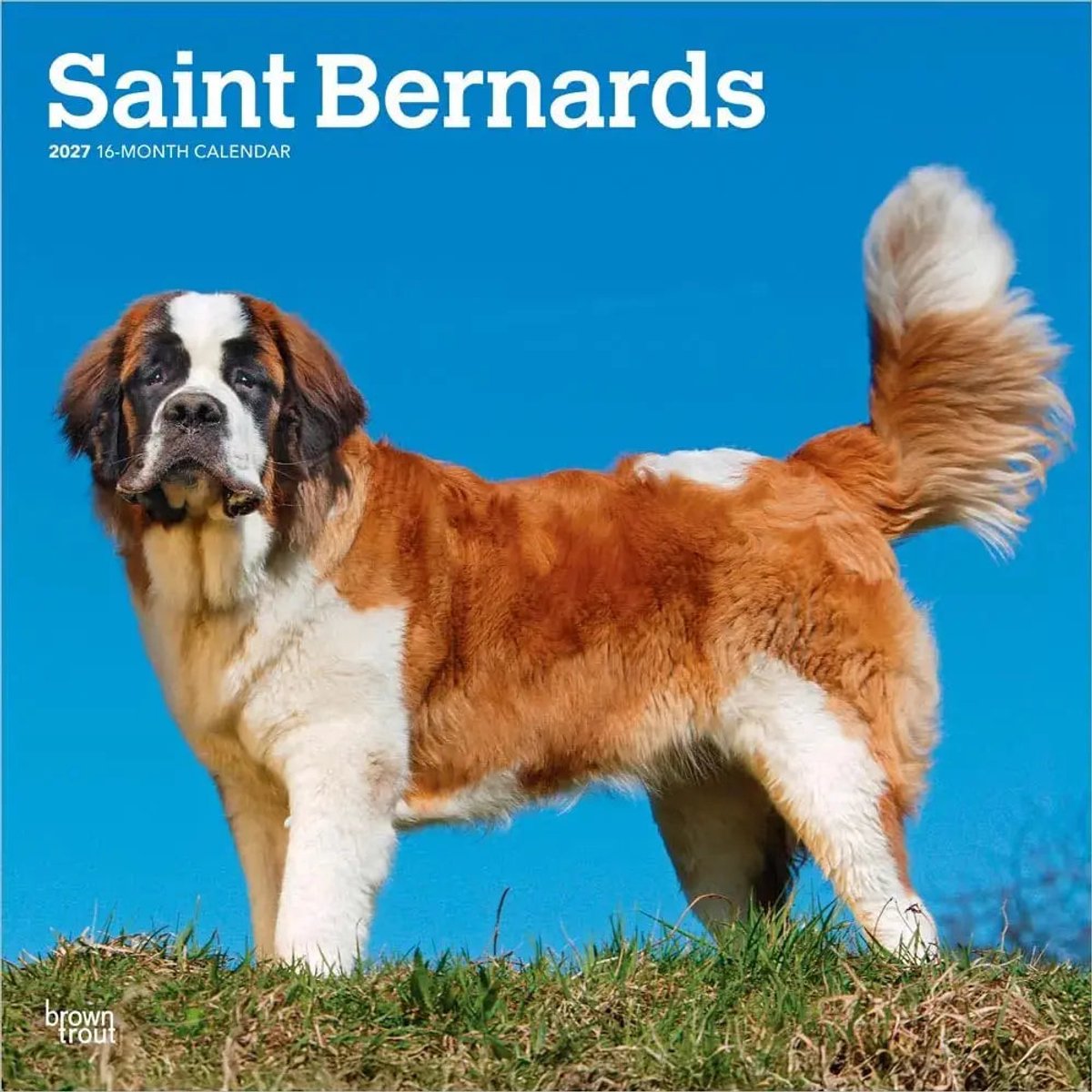 Sint Bernard Kalender 2027