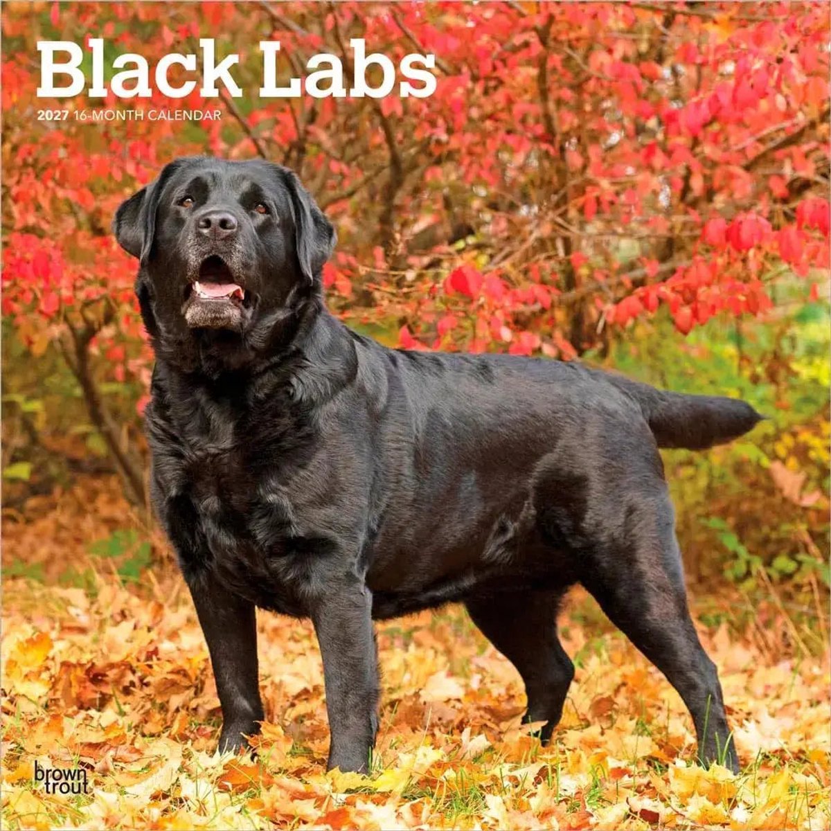 Labrador Retriever Zwart Kalender 2027