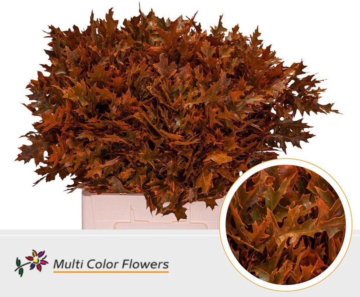 100x Sg quercus palust.(v) overig 60cm