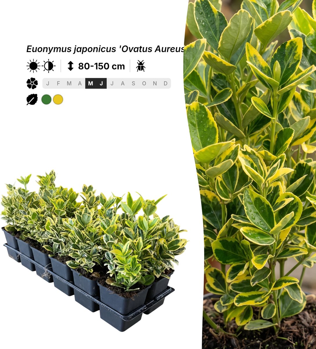 Singleplants - 6x Euonymus japonicus 'Ovatus Aureus' - Pot P9 - haagplant - winterhard tot -15°C