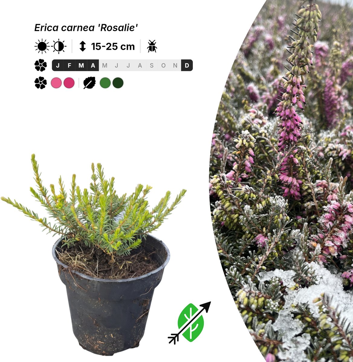 Singleplants - 20x Erica carnea 'Rosalie' - Pot P9,5 - bodembedekker - winterhard tot -30°C