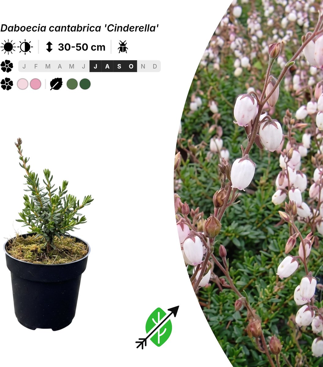 Singleplants - 6x Daboecia cantabrica 'Cinderella' - Pot P9,5 - in bloeiperiode