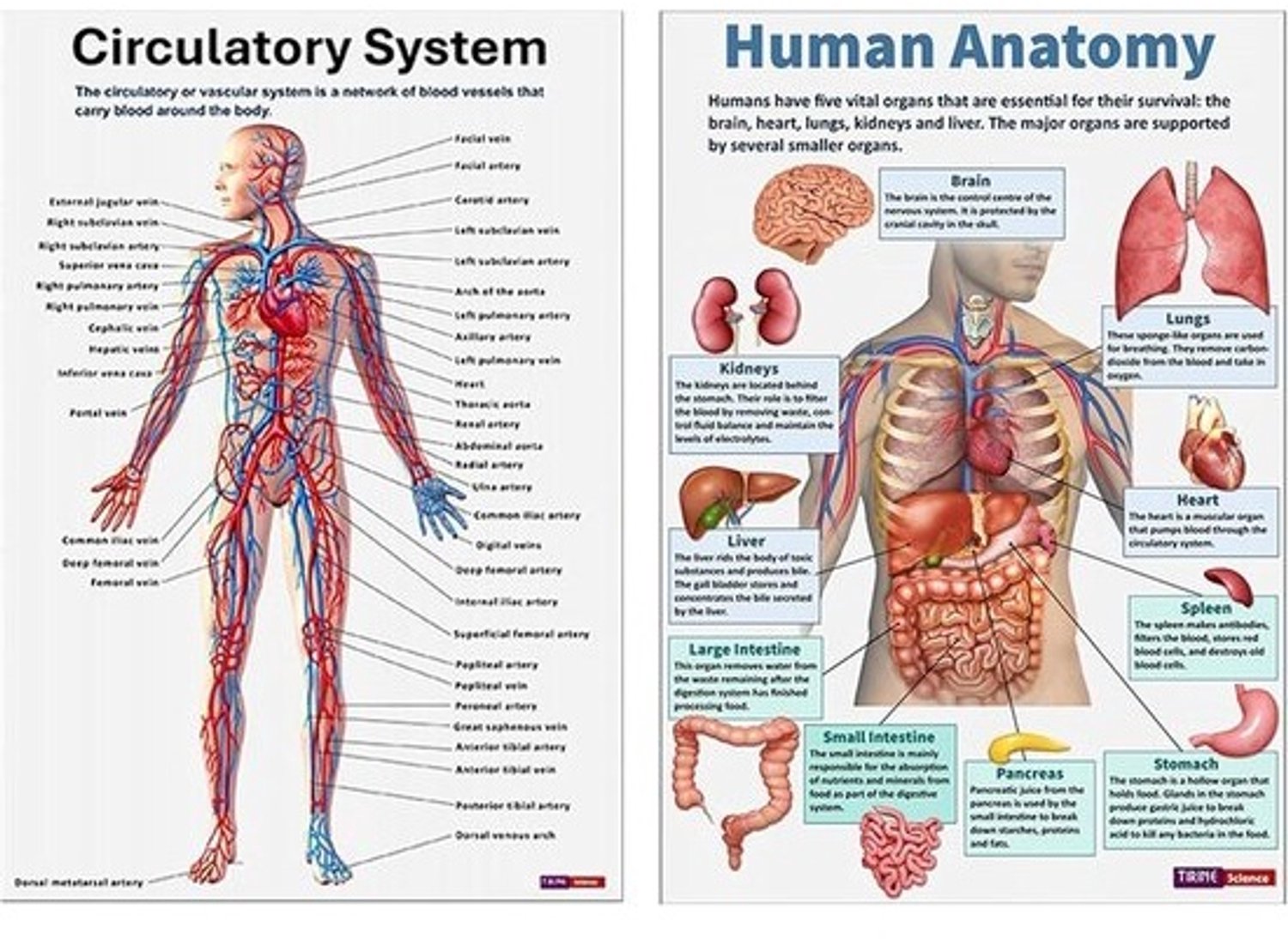 Anatomie Poster - Zenuwstelsel Diagram - Studie Ondersteuning - 16 Delige Set - 25.5x20.5 cm - Enkel kenmerk