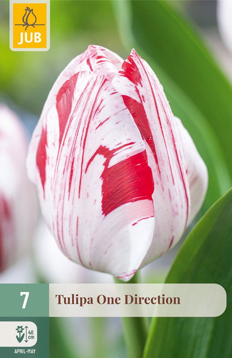 Tulipa One Direction bloembol JUB 7 stuks