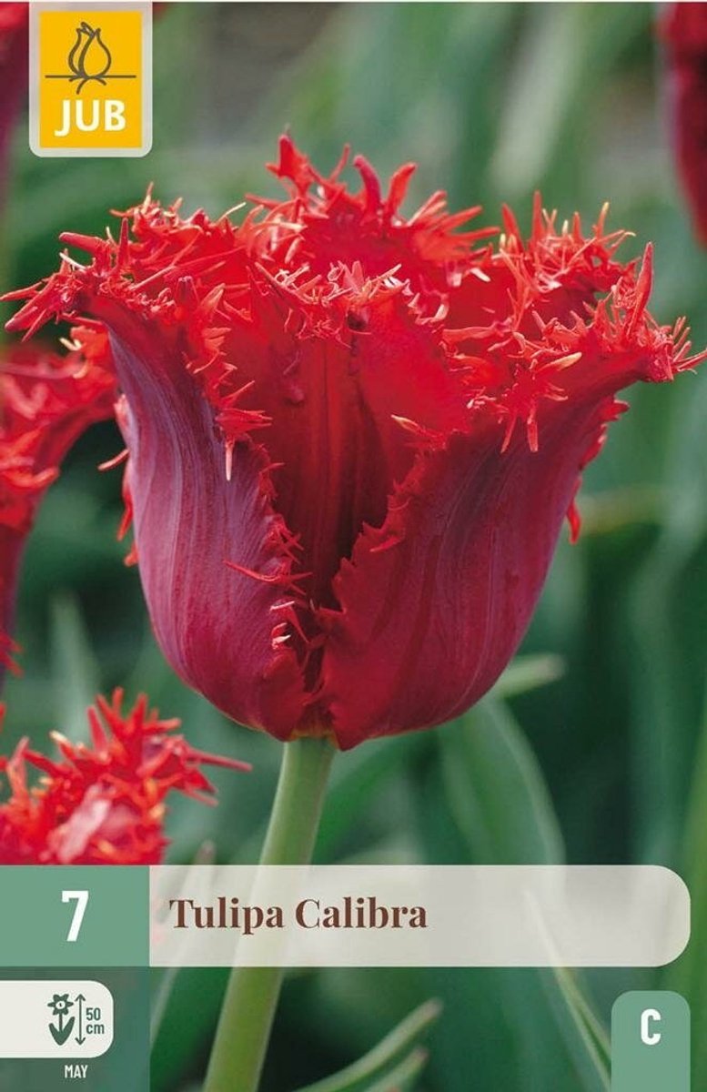 Tulipa calibra 7st JUB