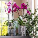 Twee paarse Phalaenopsis-orchideeën in glanzende, gespiegelde plantenpotten, inclusief een decoratieve kolibrie.
