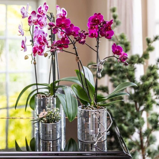 Twee paarse Phalaenopsis-orchideeën in glanzende, gespiegelde plantenpotten, inclusief een decoratieve kolibrie.