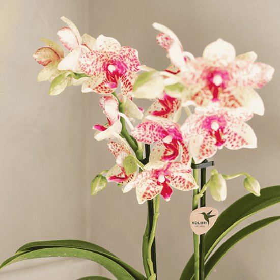 Close-up van een Kolibri orchidee met wit-roze gevlekte bloemen en een label.