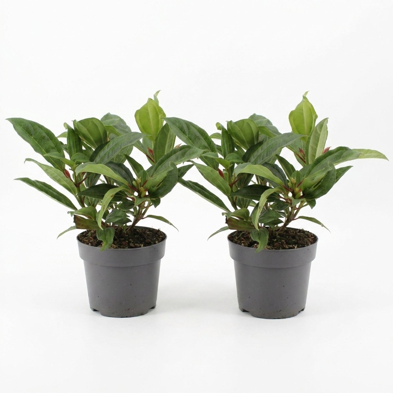 Bloomique - Set van 2 - Viburnum Davidii - Sneeuwbal - Bodembedekker - Tuinplanten - Winterhard - Groenblijvend - Ook voor schaduw - Hoogte 25-30 cm - Pot 17 cm