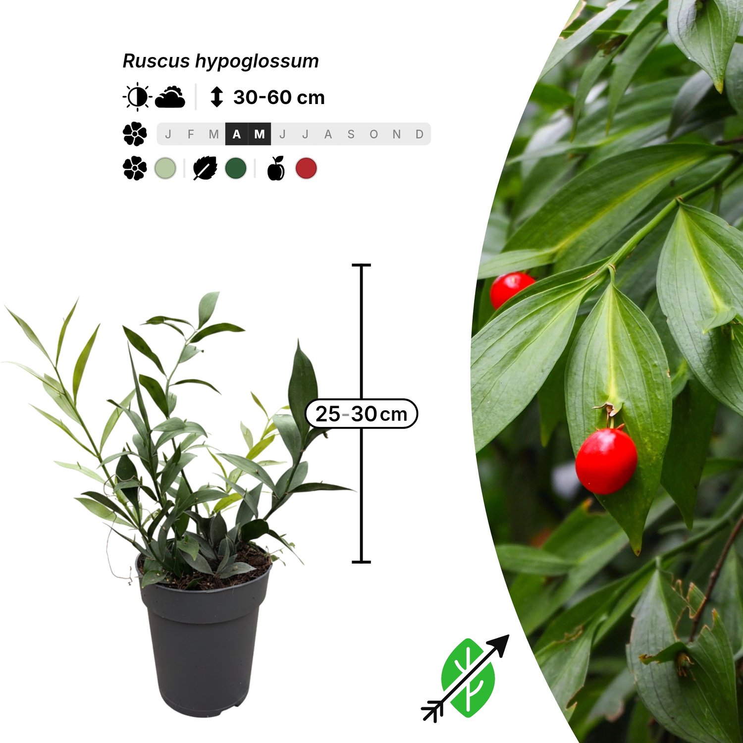 Singleplants - 12x Ruscus hypoglossum - Pot C2 - bodembedekker - winterhard tot -15°C