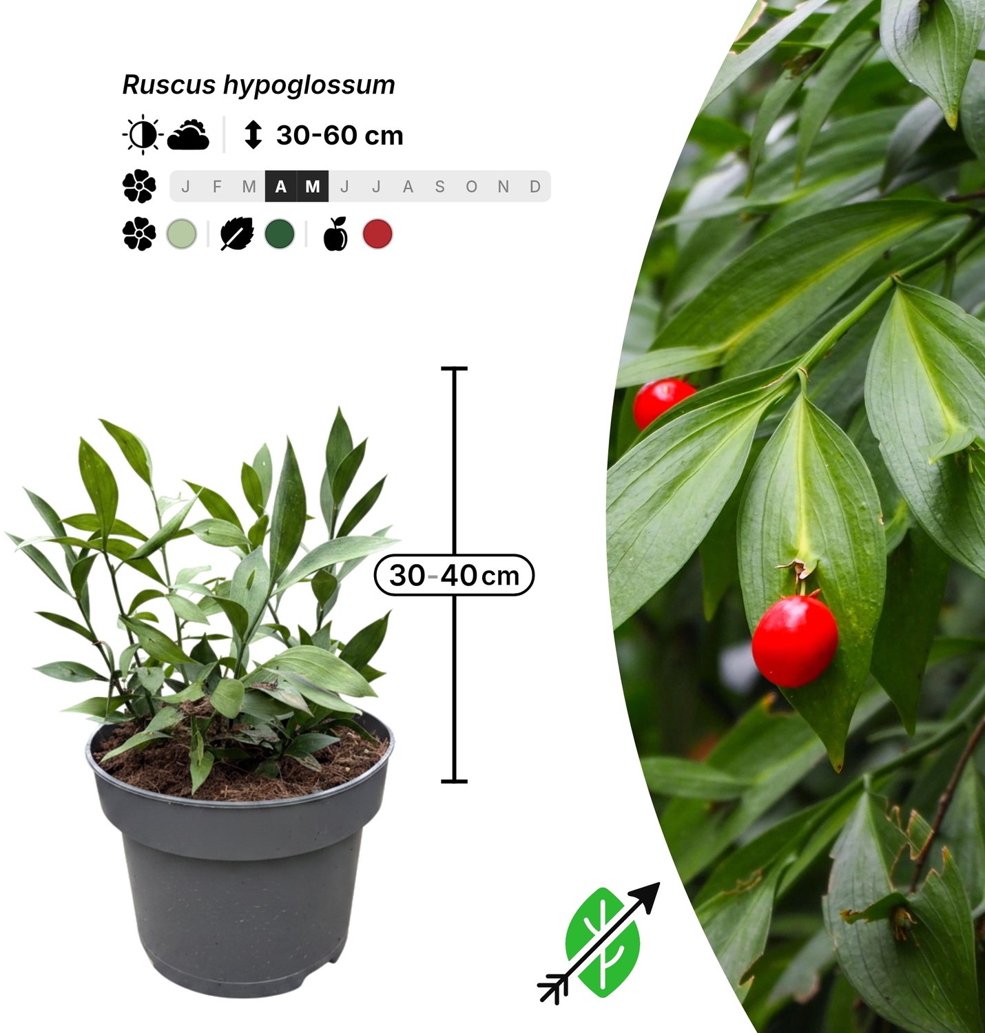 Singleplants - 4x Ruscus hypoglossum - Pot C5 - bodembedekker - winterhard tot -15°C