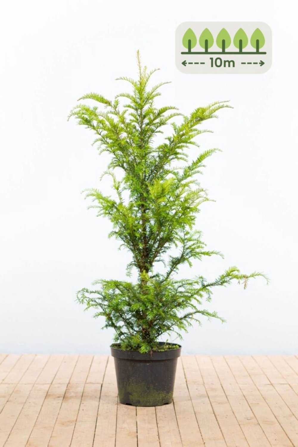 Taxus Baccata 100-120 cm voor 10 meter - 25st. Taxus baccata