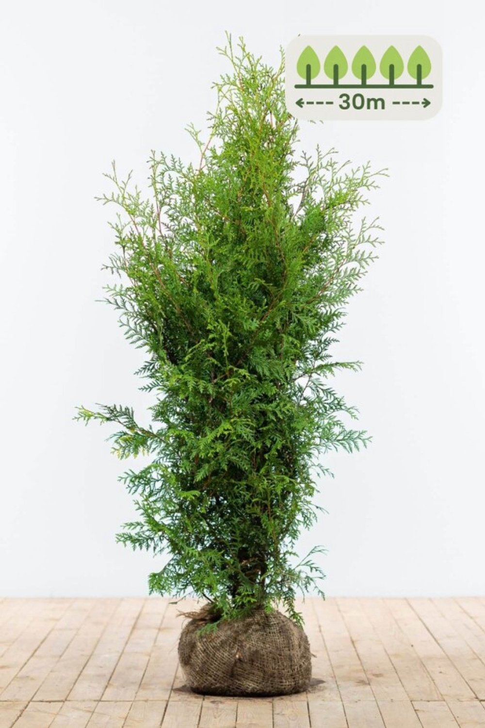 Thuja 'Brabant' 120-140 cm voor 30 meter - 75st. Thuja occidentalis 'Brabant'