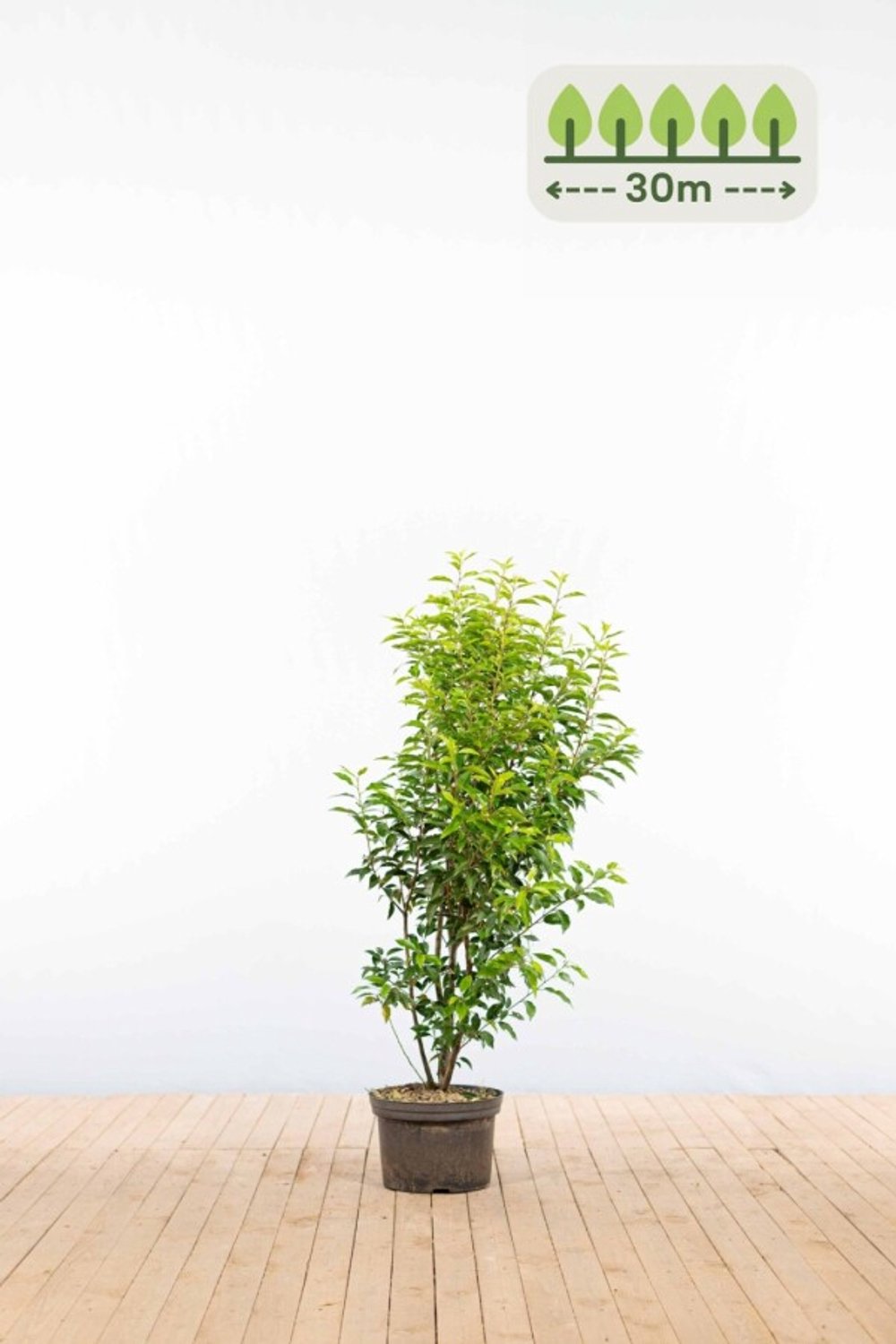 Portugese laurier 100-125 cm voor 30 meter - 75st. Prunus lusitanica 'Angustifolia'