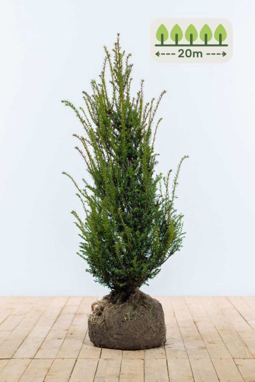 Taxus Baccata 100-120 cm voor 20 meter - 50st. Taxus baccata