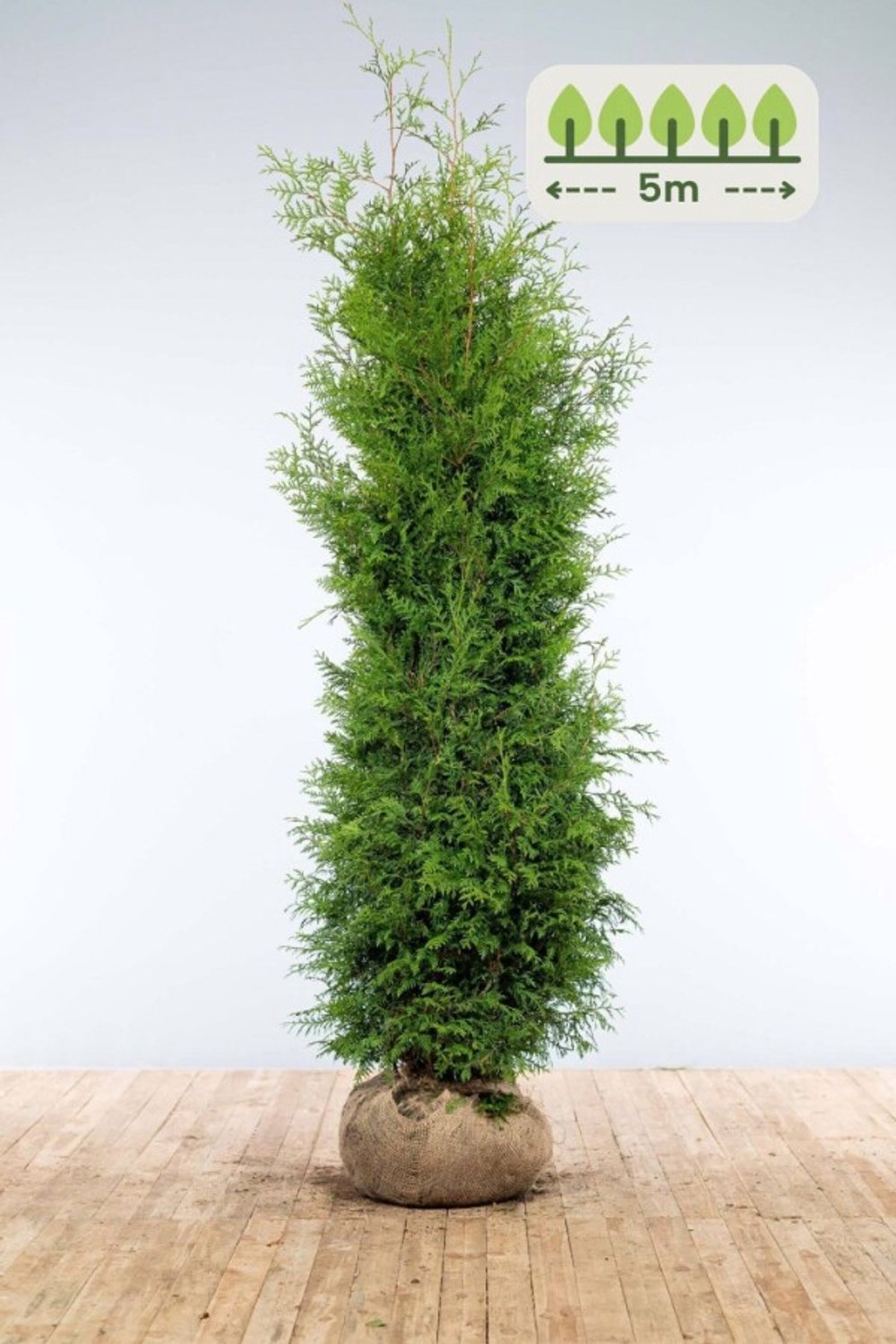 Thuja 'Brabant' 200-225 cm voor 5 meter - 10st. Thuja occidentalis 'Brabant'