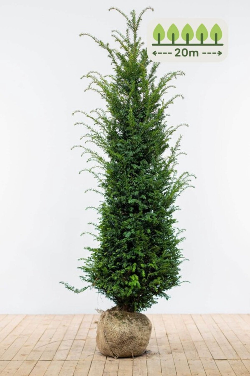 Taxus Baccata 160-180 cm voor 20 meter - 40st. Taxus baccata