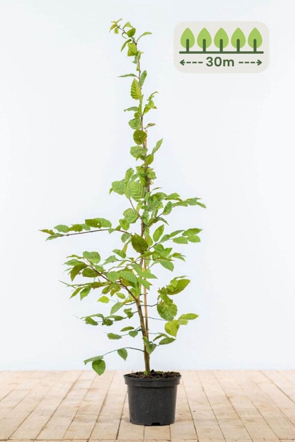Haagbeuk 100-125 cm voor 30 meter - 120st. Carpinus betulus