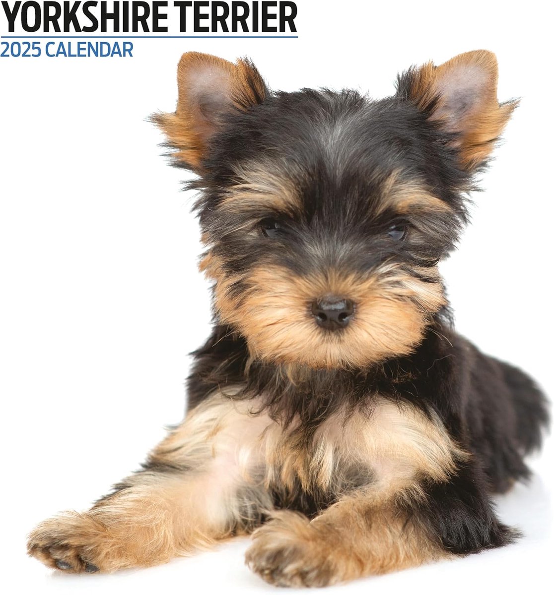 Terrier 2025 Moderne kalender