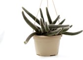 Ikhebeencactus Cleistocactus winteri subs. colademononis ''apenstaart cactus" in 15cm pot hangplant