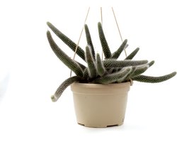 Ikhebeencactus Cleistocactus winteri subs. colademononis ''apenstaart cactus" in 15cm pot hangplant
