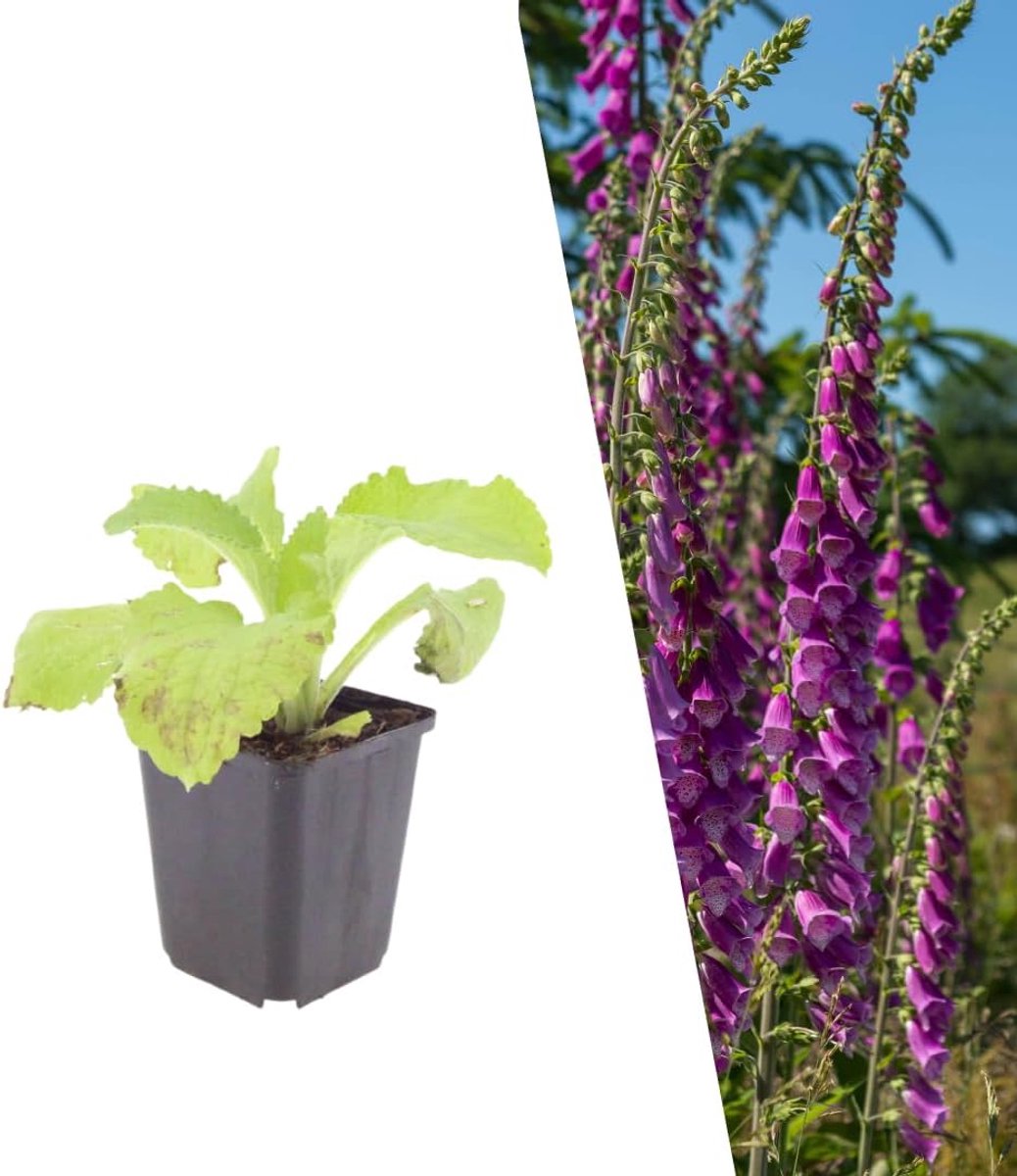 By Frank 12x Digitalis Purpurea, Vingerhoedskruid, Ø 9 cm