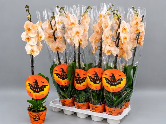 Oranje geverfde Phalaenopsis orchidee - 20+ bloemen - Halloween - potmaat Ø12cm -