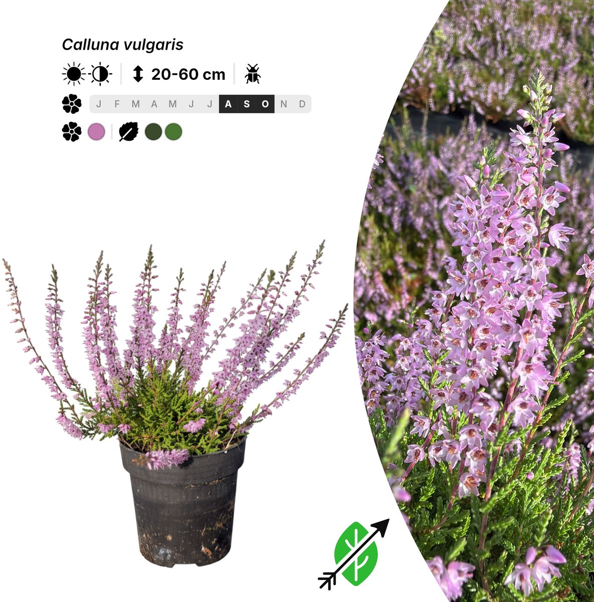 Singleplants - 6x Calluna vulgaris - Pot P9 - bodembedekker - bloeit nu