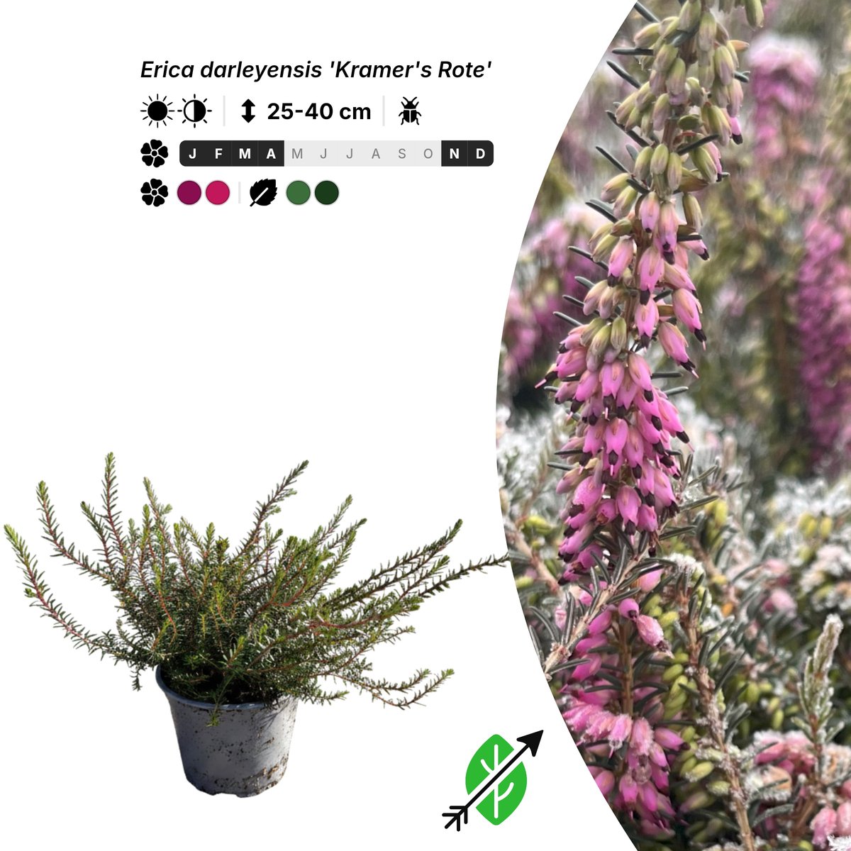 Singleplants - 10x Erica darleyensis 'Kramer's Rote' - Pot P10,5 - bodembedekker - winterhard tot -23°C