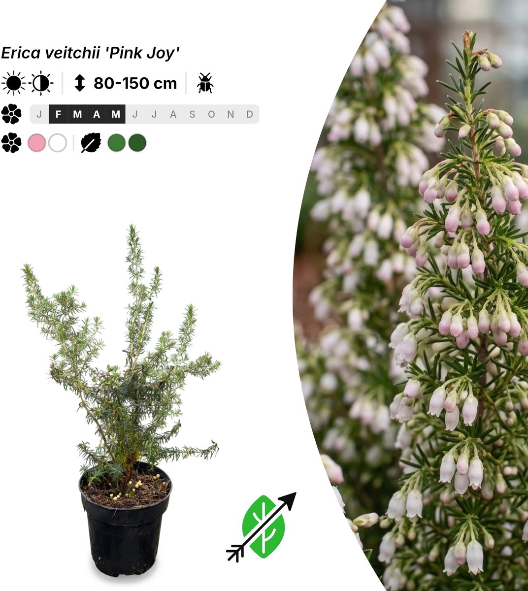 Singleplants - 20x Erica veitchii 'Pink Joy' - Pot P9,5 - winterhard tot -10°C