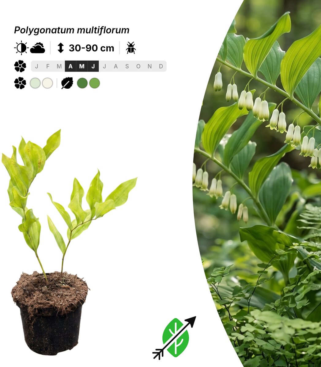 Singleplants - 6x Polygonatum multiflorum - Pot C1.5 - bodembedekker - winterhard tot -25°C