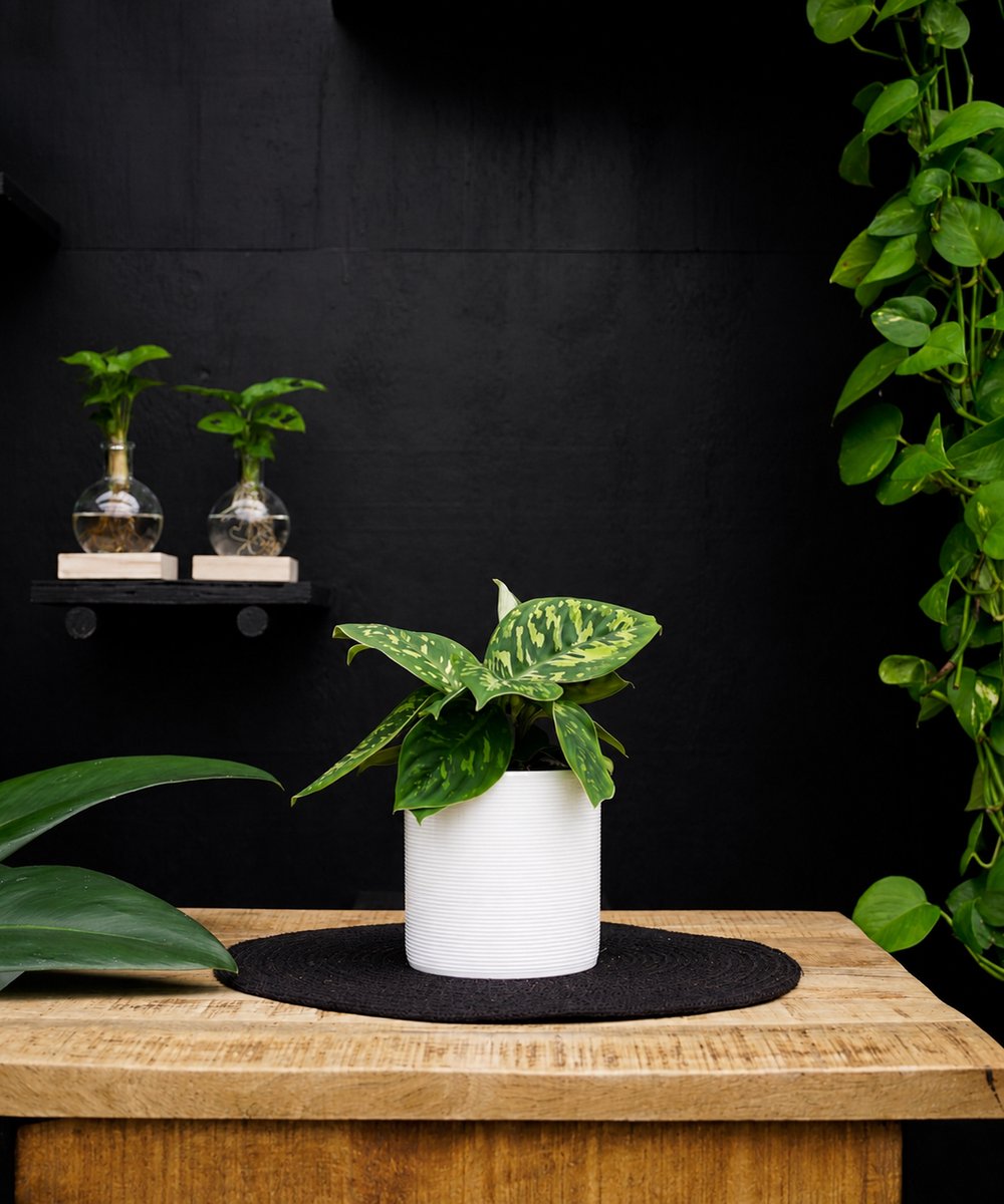 Homalomena Camouflage | 30cm | met witte keramieken pot