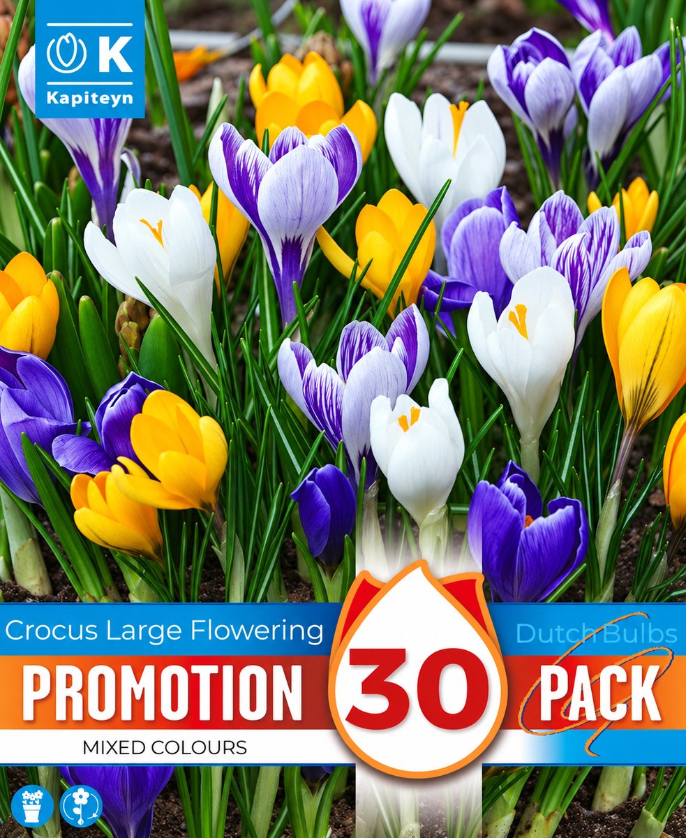 Zakje krokusbollen - Crocus vernus - gemengde kleuren krokussen - 30 bollen
