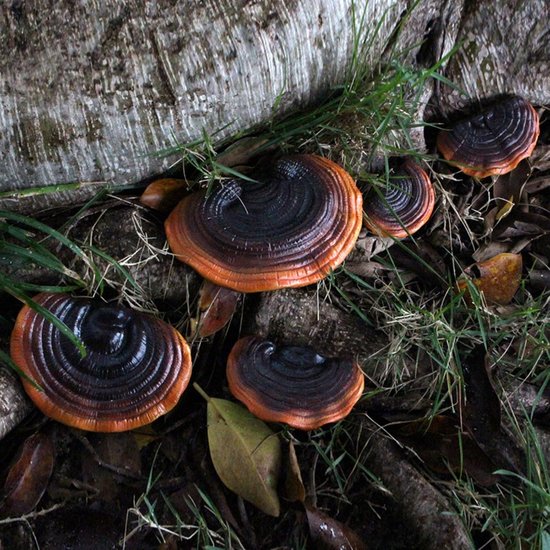 Paddenstoel Hangende Decoratieset, Levensechte Wandplanken voor Tuin met Landelijke Smaak — afbeelding 2