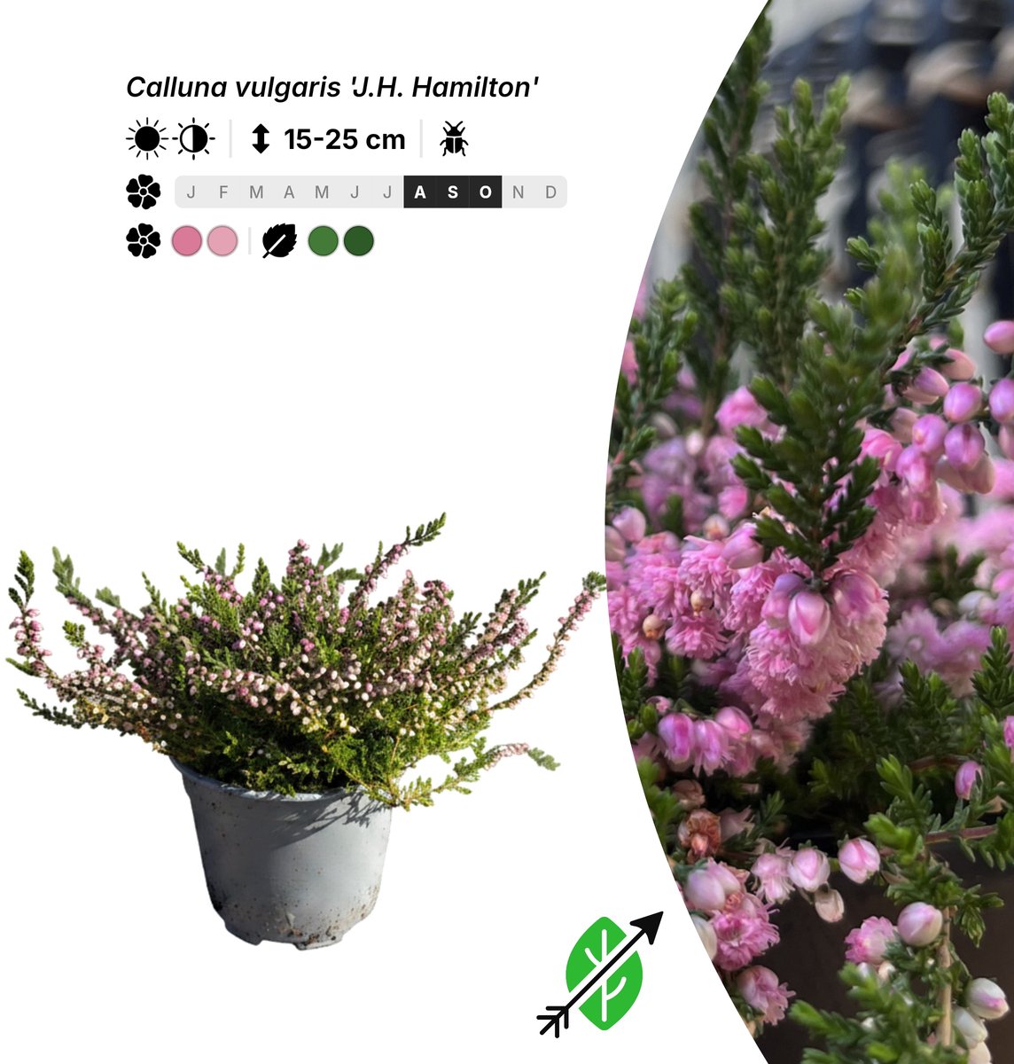 Singleplants - 6x Calluna vulgaris 'J.H. Hamilton' - Pot P10,5 - bodembedekker - in bloeiperiode