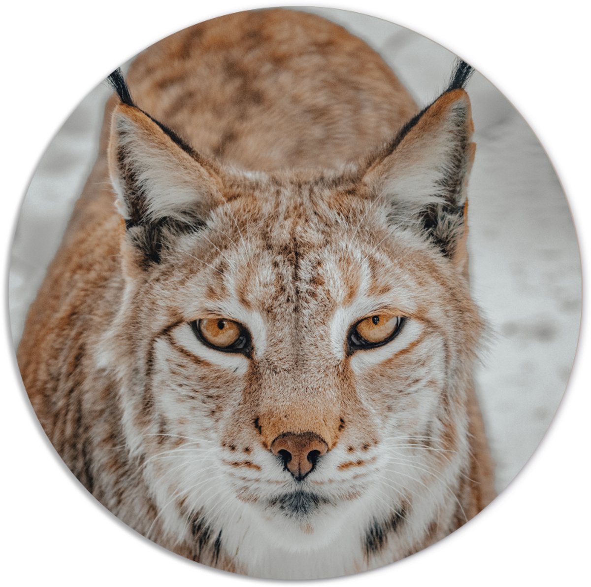 Label2X - Muurcirkel wilde kat - Ø 25 cm - Dibond - Multicolor - Wandcirkel - Rond Schilderij - Muurdecoratie Cirkel - Wandecoratie rond - Decoratie voor woonkamer of slaapkamer