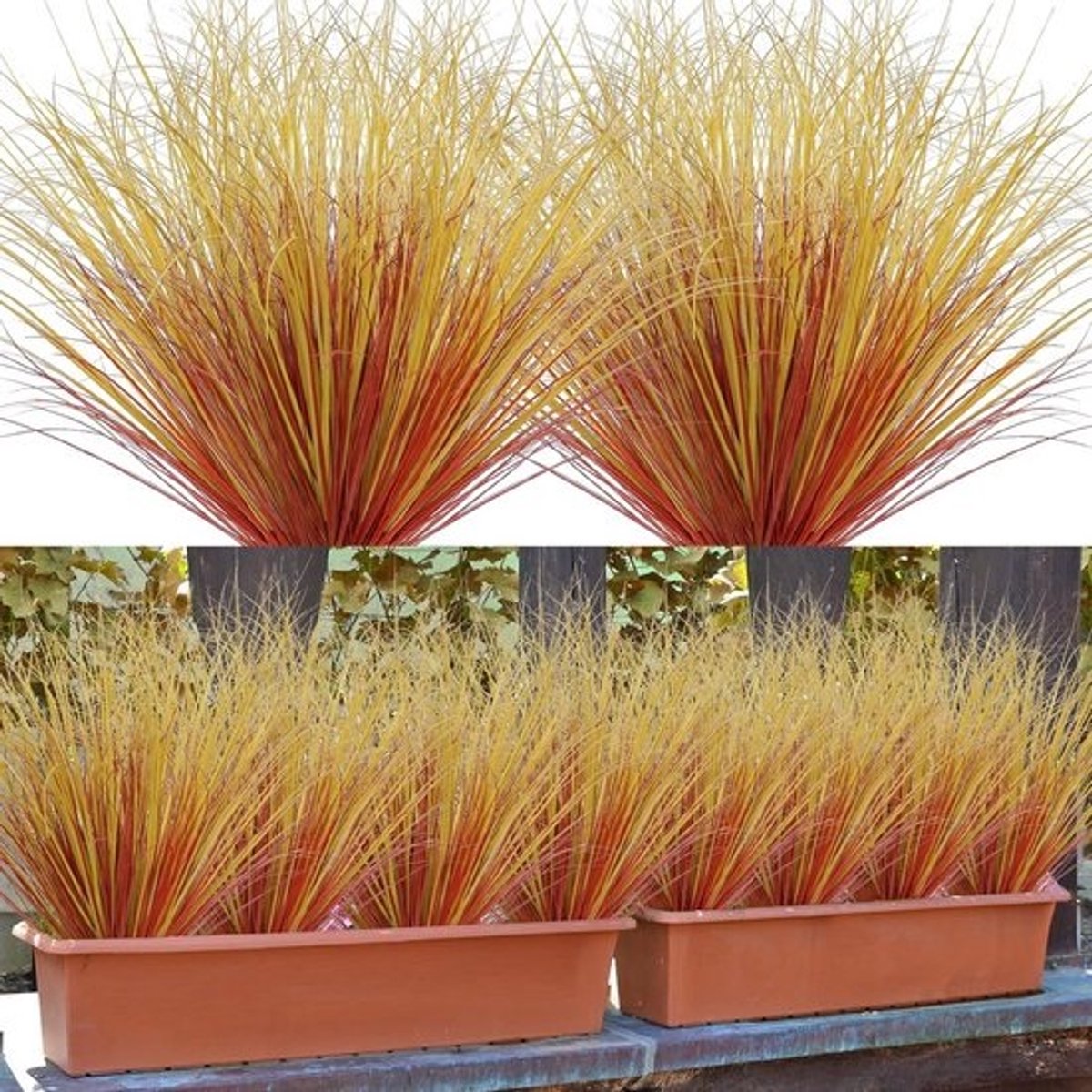 12 Stuks Weerbestendig Kunstgras Stengels voor Binnen en Buiten - UV-bestendig Herfst Decoratie